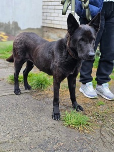 Метис чорної вівчарки