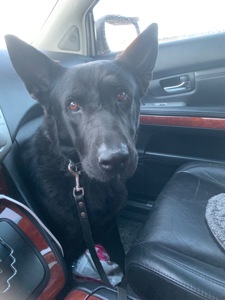 Метис чорної вівчарки