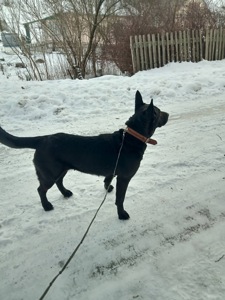 Метис чорної вівчарки
