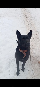 Метис чорної вівчарки