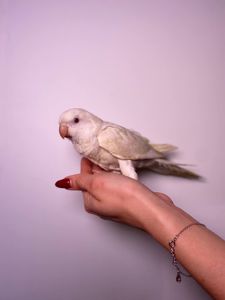 Каліта монах, ручний ченець папуг для сім'ї, викормиші ручні монахи зелені, лаймові, жовті та білі