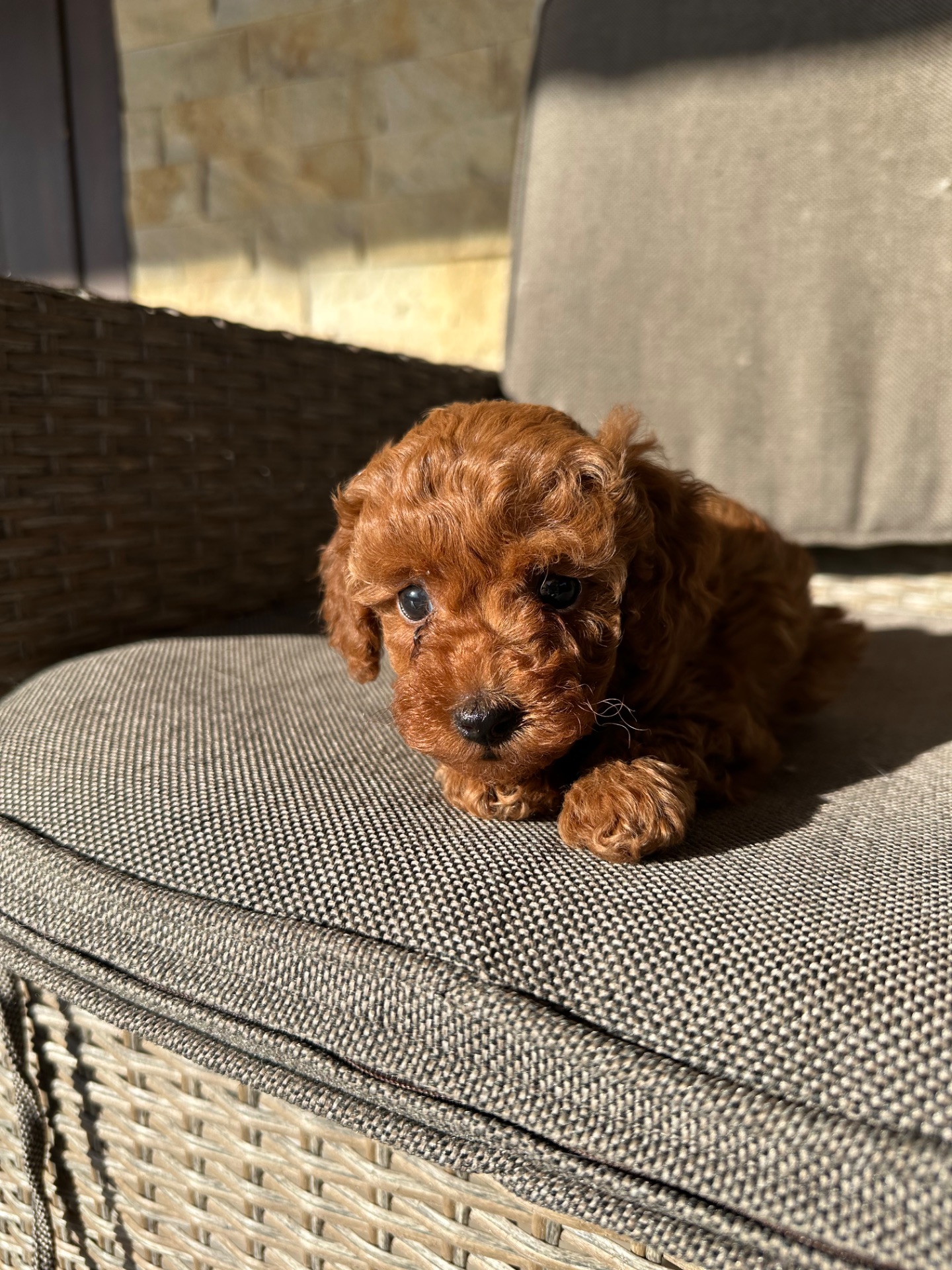 Щенята той-пудель