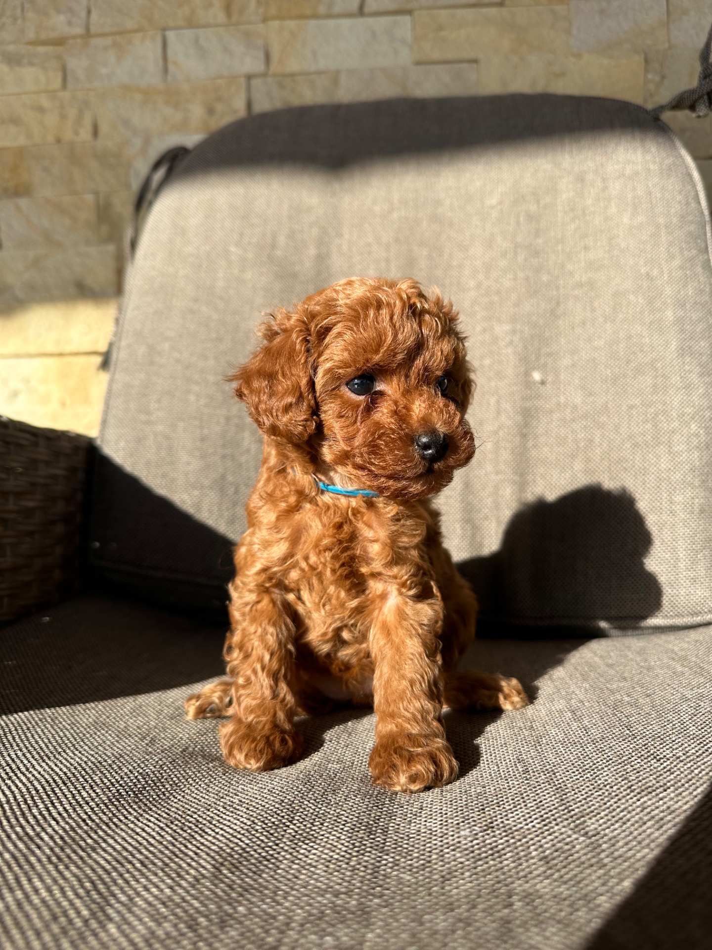 Щенята той-пудель