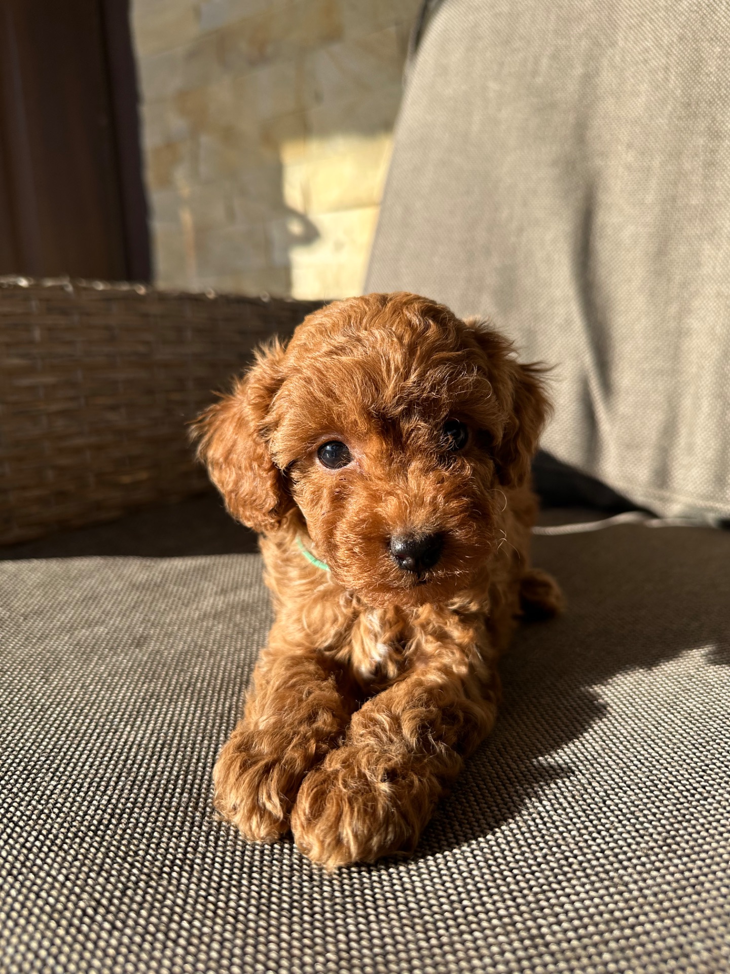 Щенята той-пудель