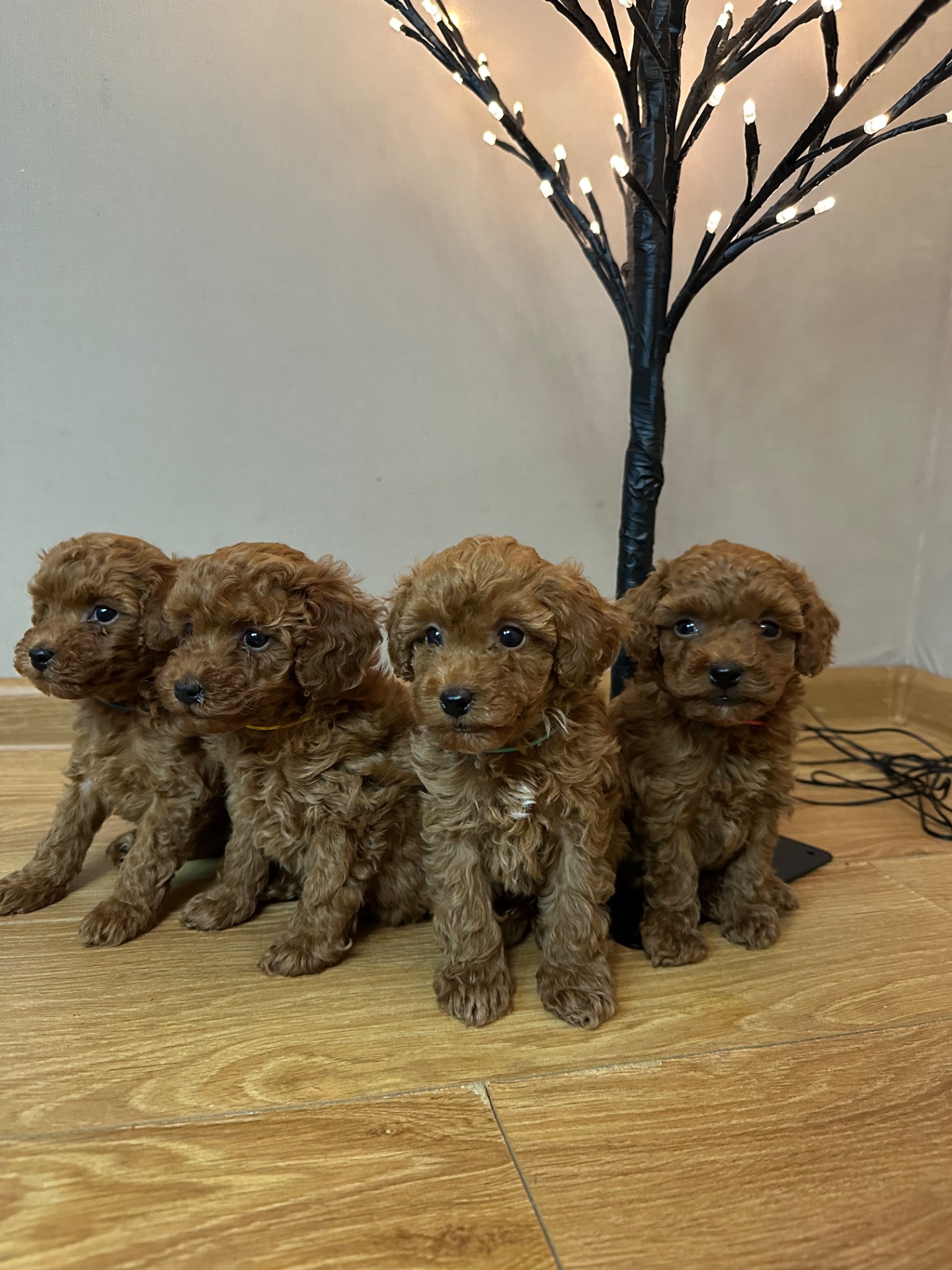 Щенята той-пудель