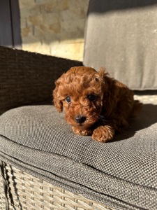 Щенята той-пудель