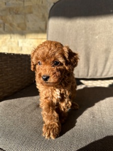 Щенята той-пудель