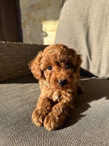 Щенята той-пудель