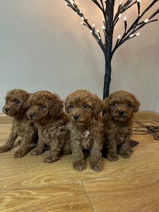 Щенята той-пудель