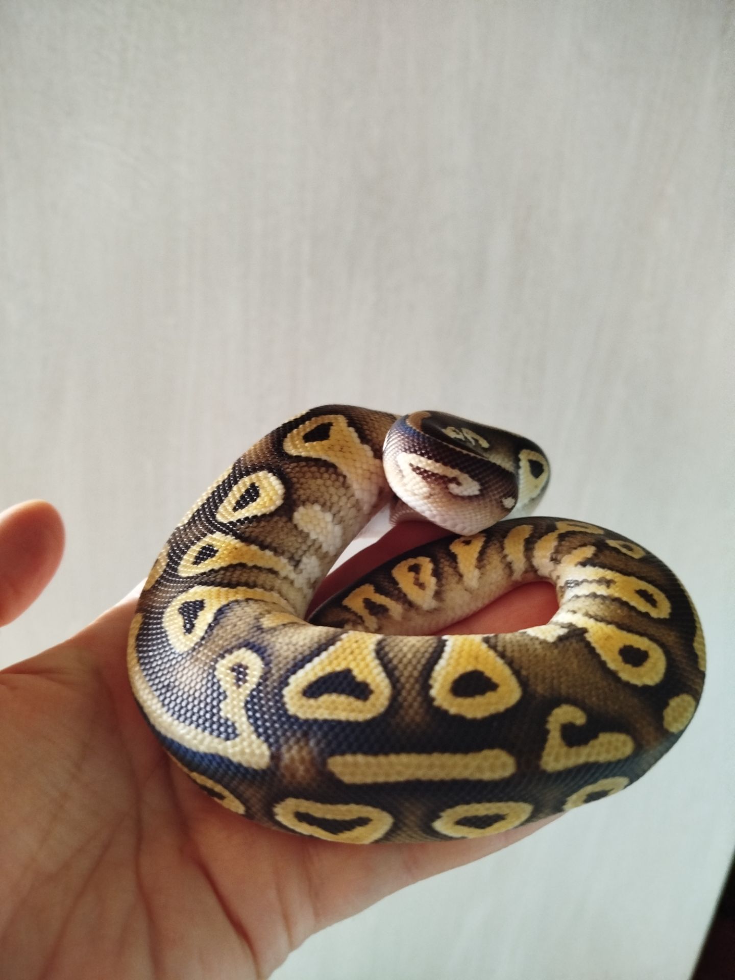 Самка королевского питона. Региус