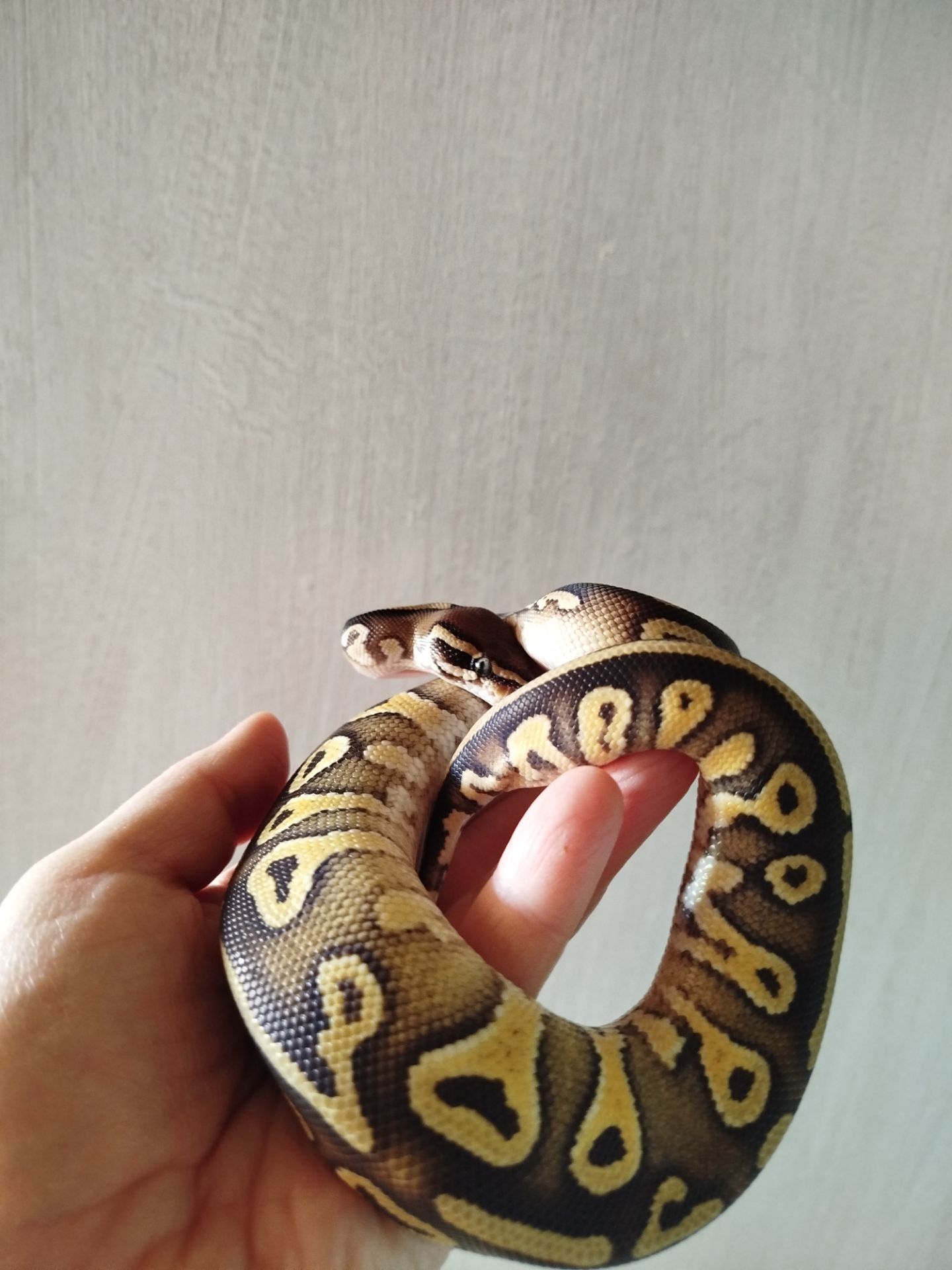 Самка королевского питона. Региус