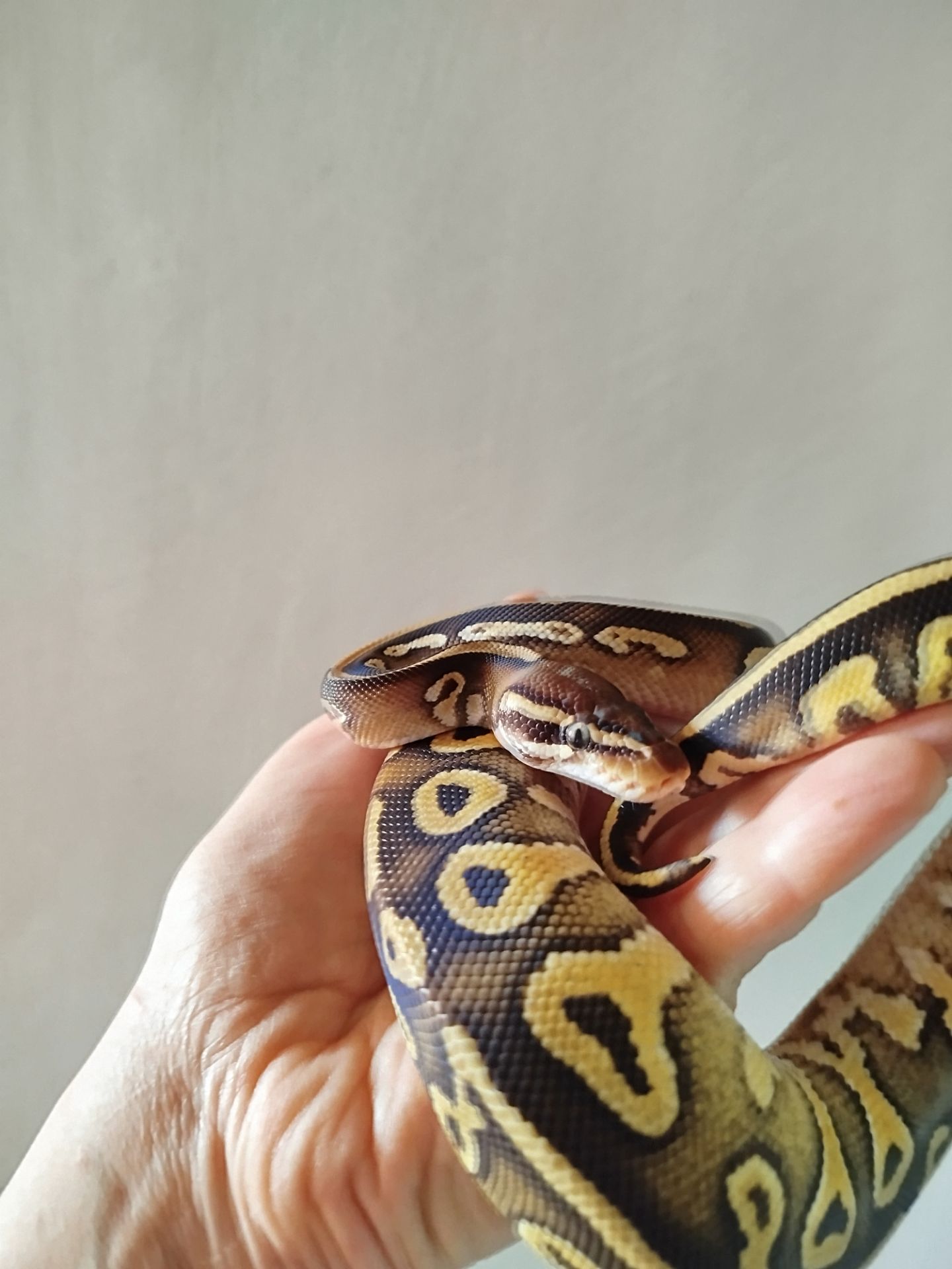 Самка королевского питона. Региус