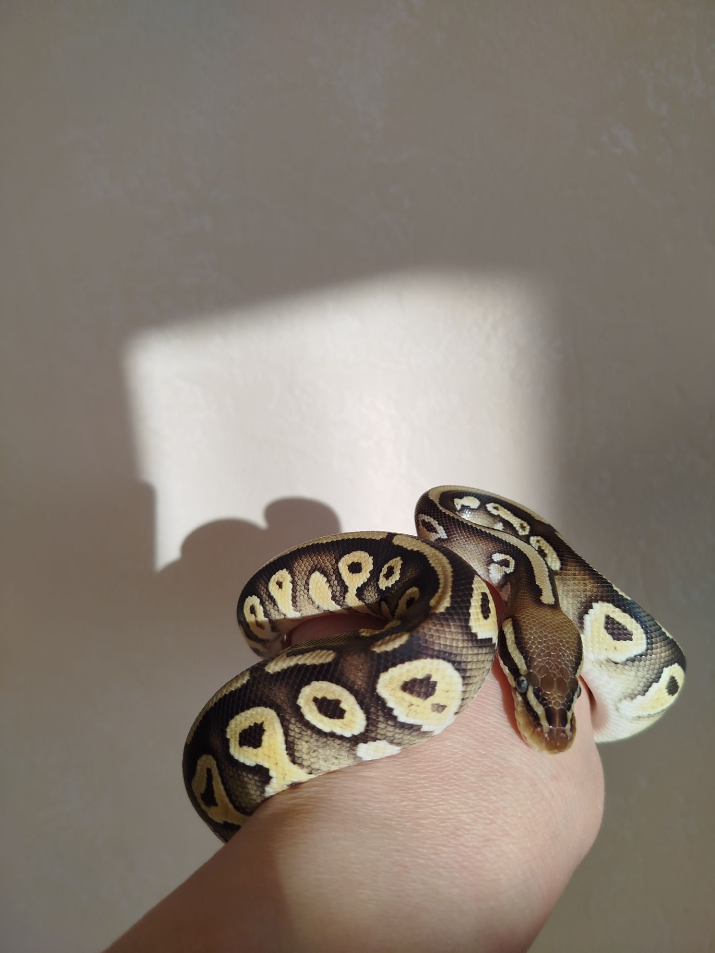 Самка королевского питона. Региус