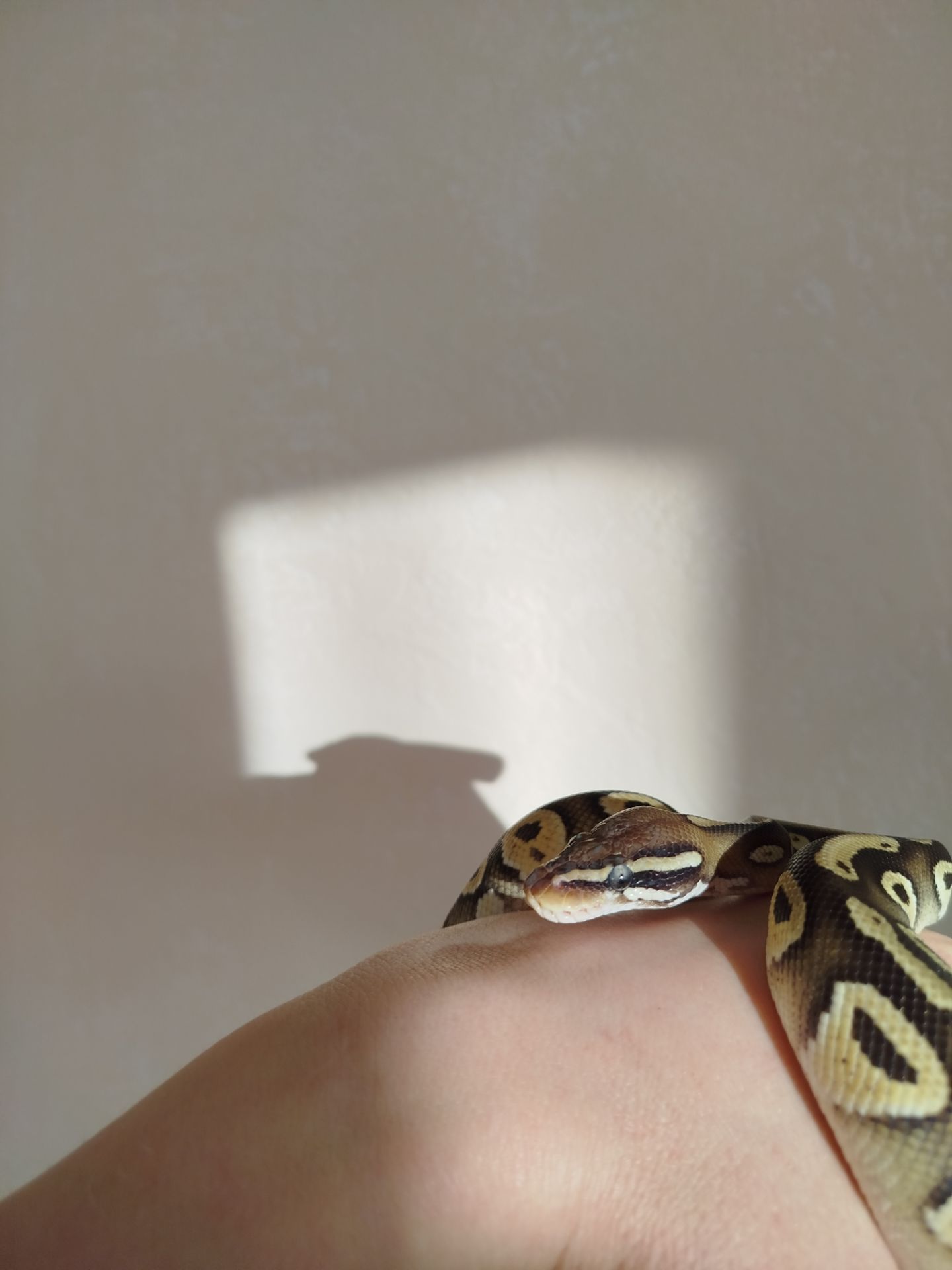 Самка королевского питона. Региус