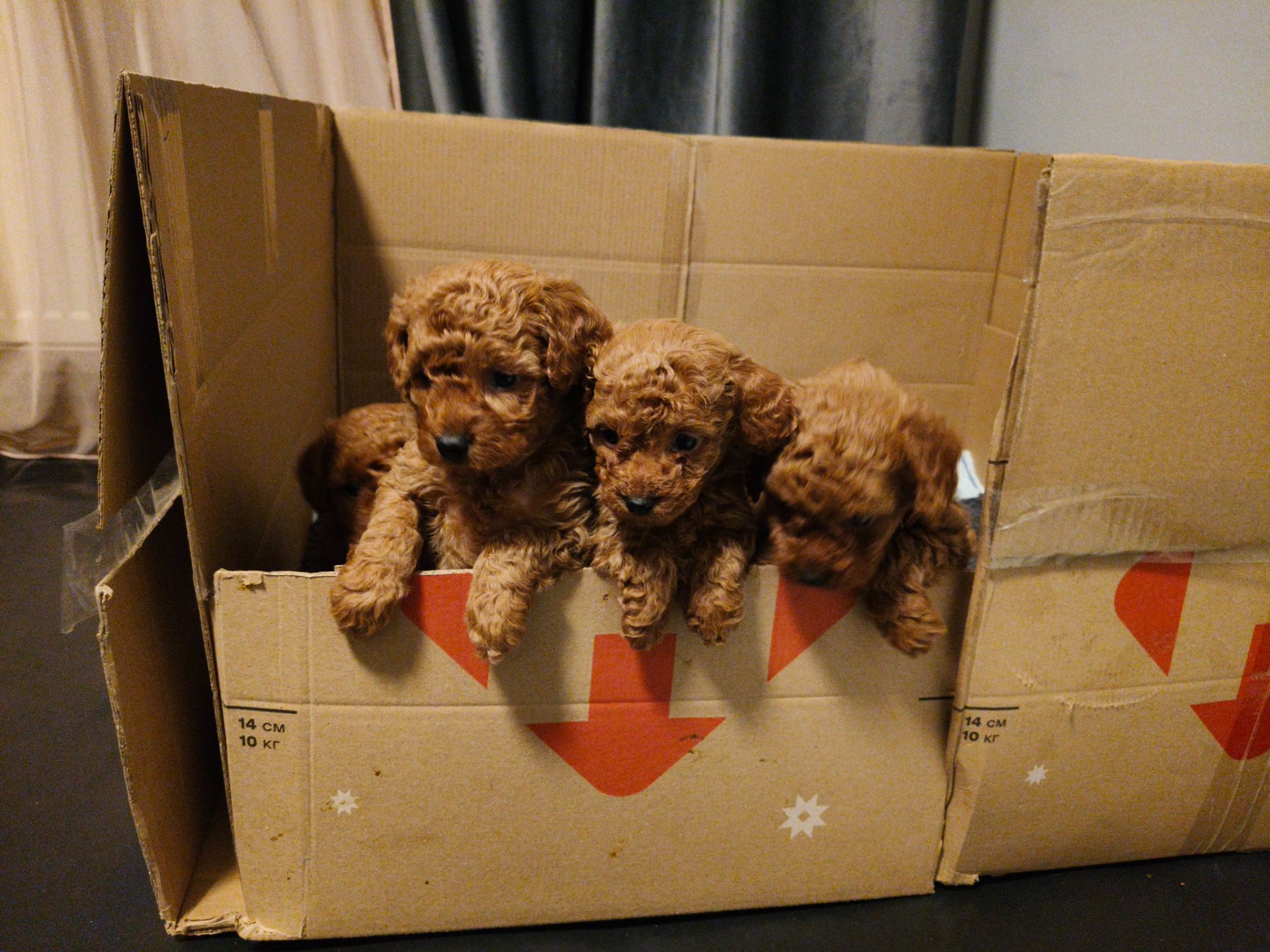 Цуценята пуделя карликового