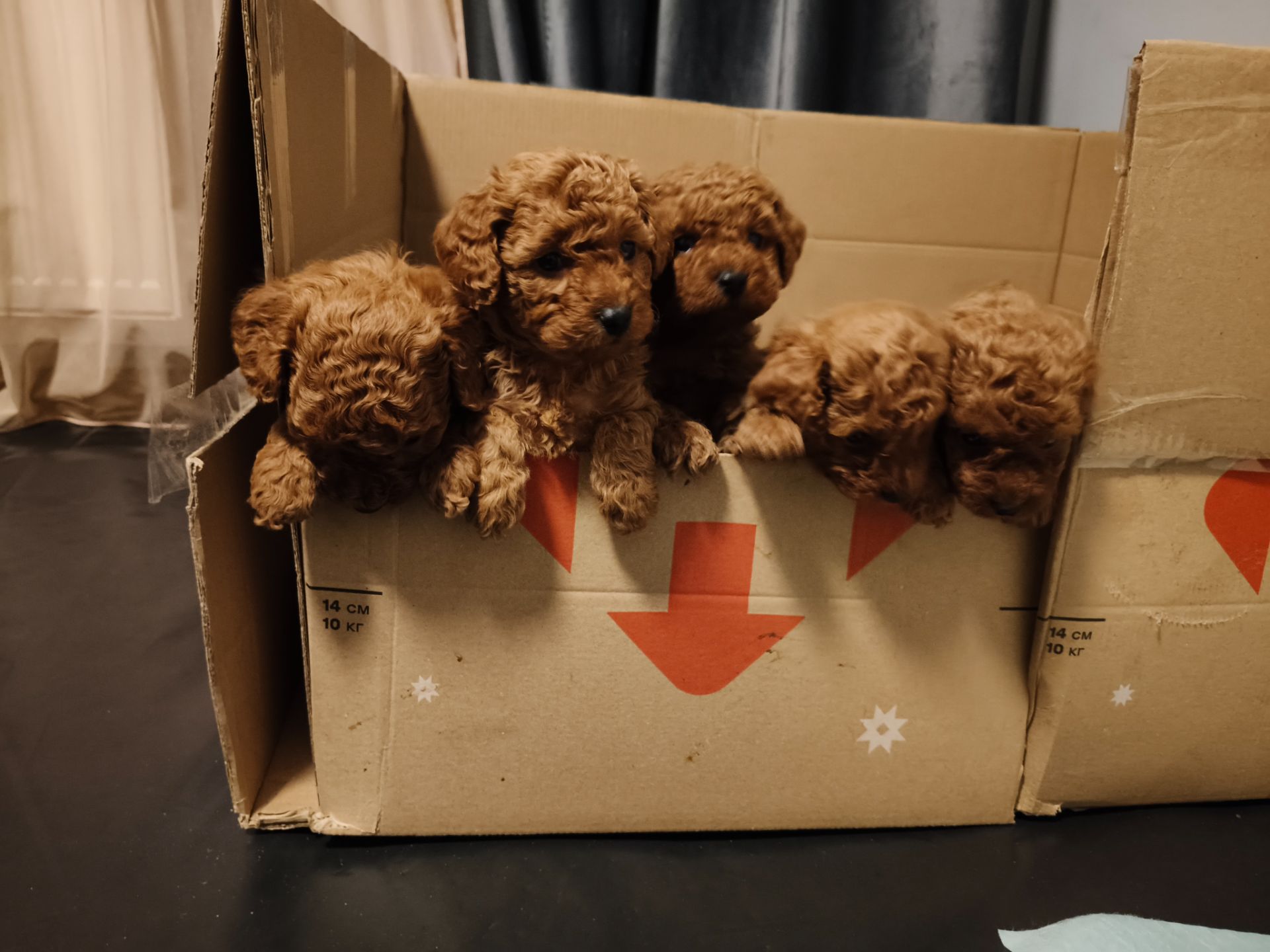 Цуценята пуделя карликового