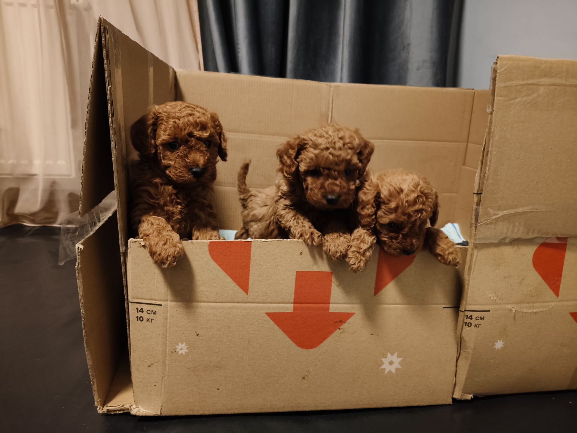 Цуценята пуделя карликового