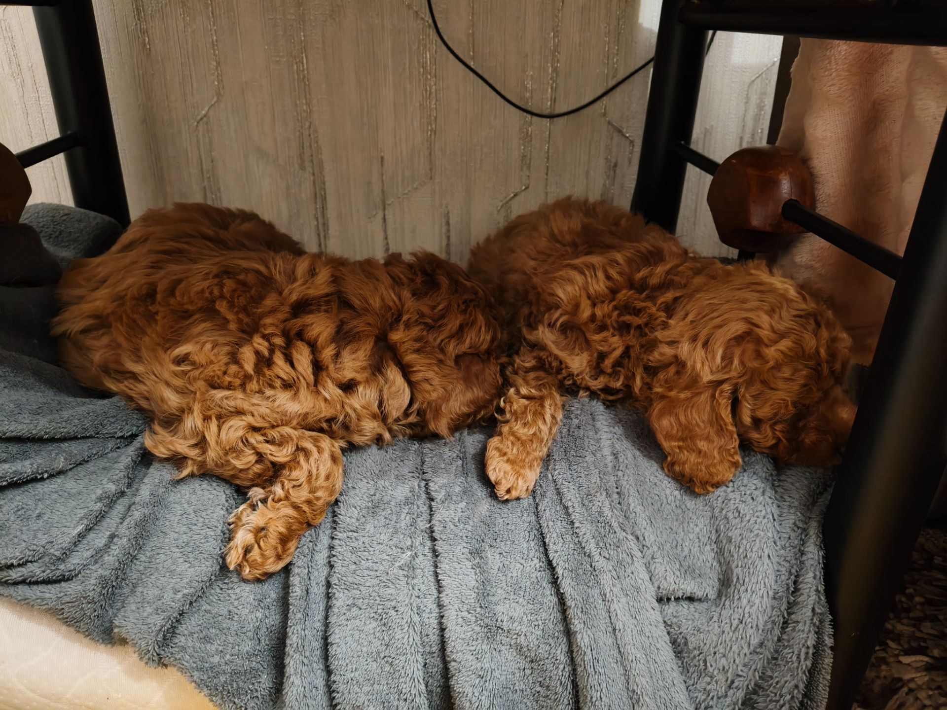 Цуценята пуделя карликового