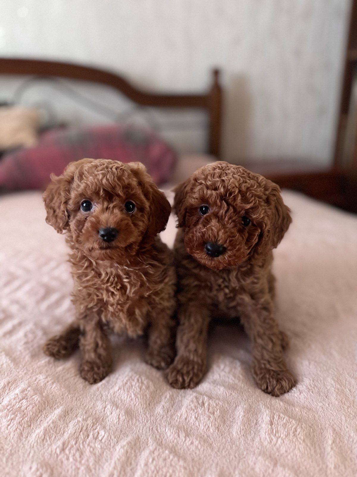 Цуценята пуделя карликового