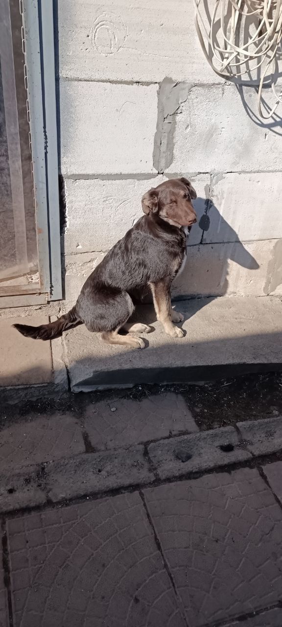 Цуценята у відповідальні руки