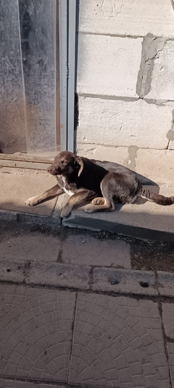Цуценята у відповідальні руки