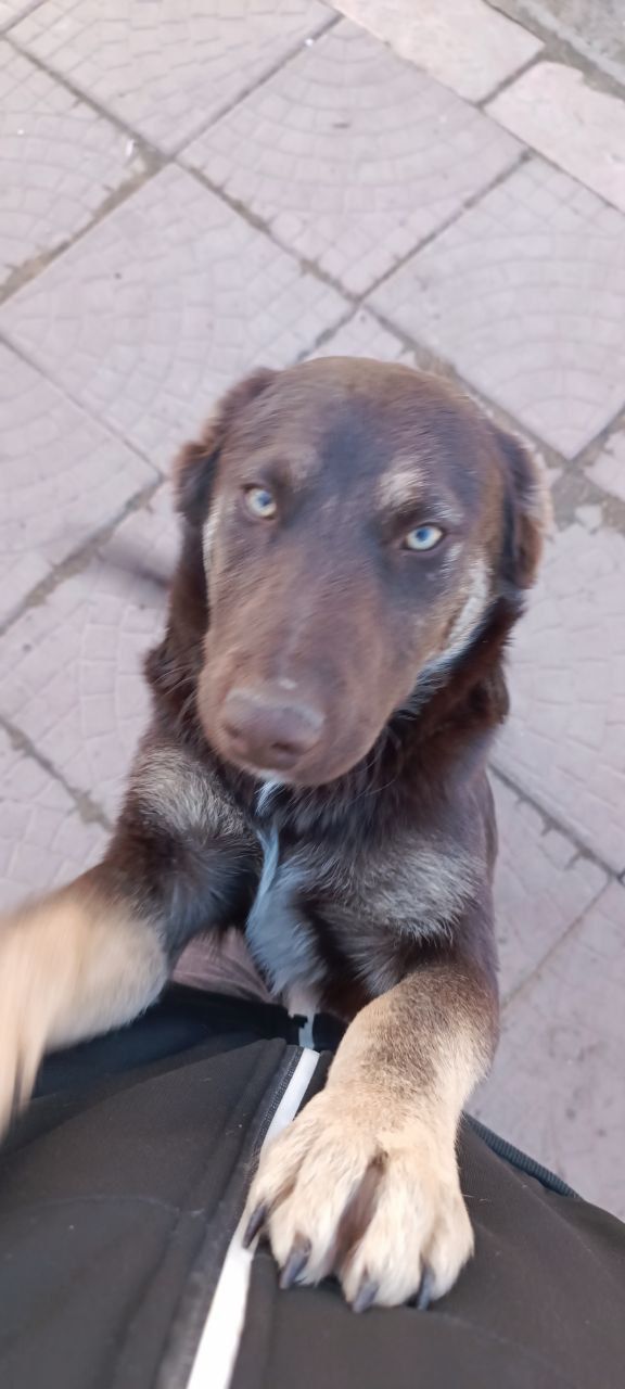 Цуценята у відповідальні руки