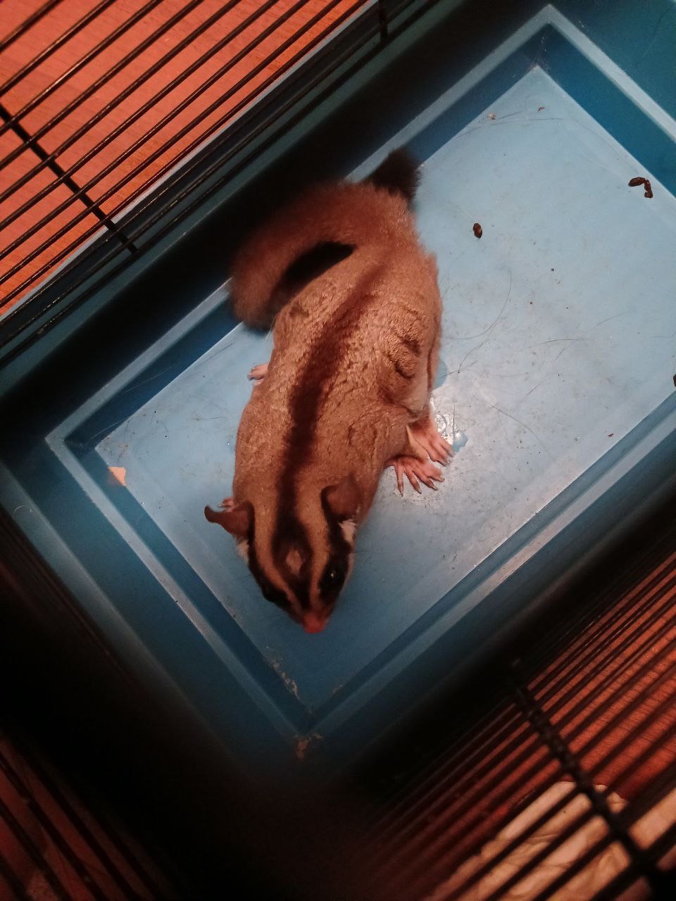 Продам сахарного поссума