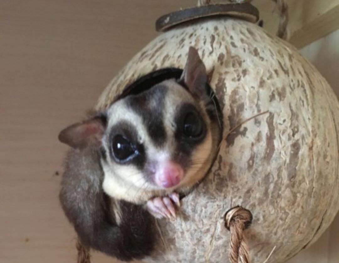 Продам сахарного поссума