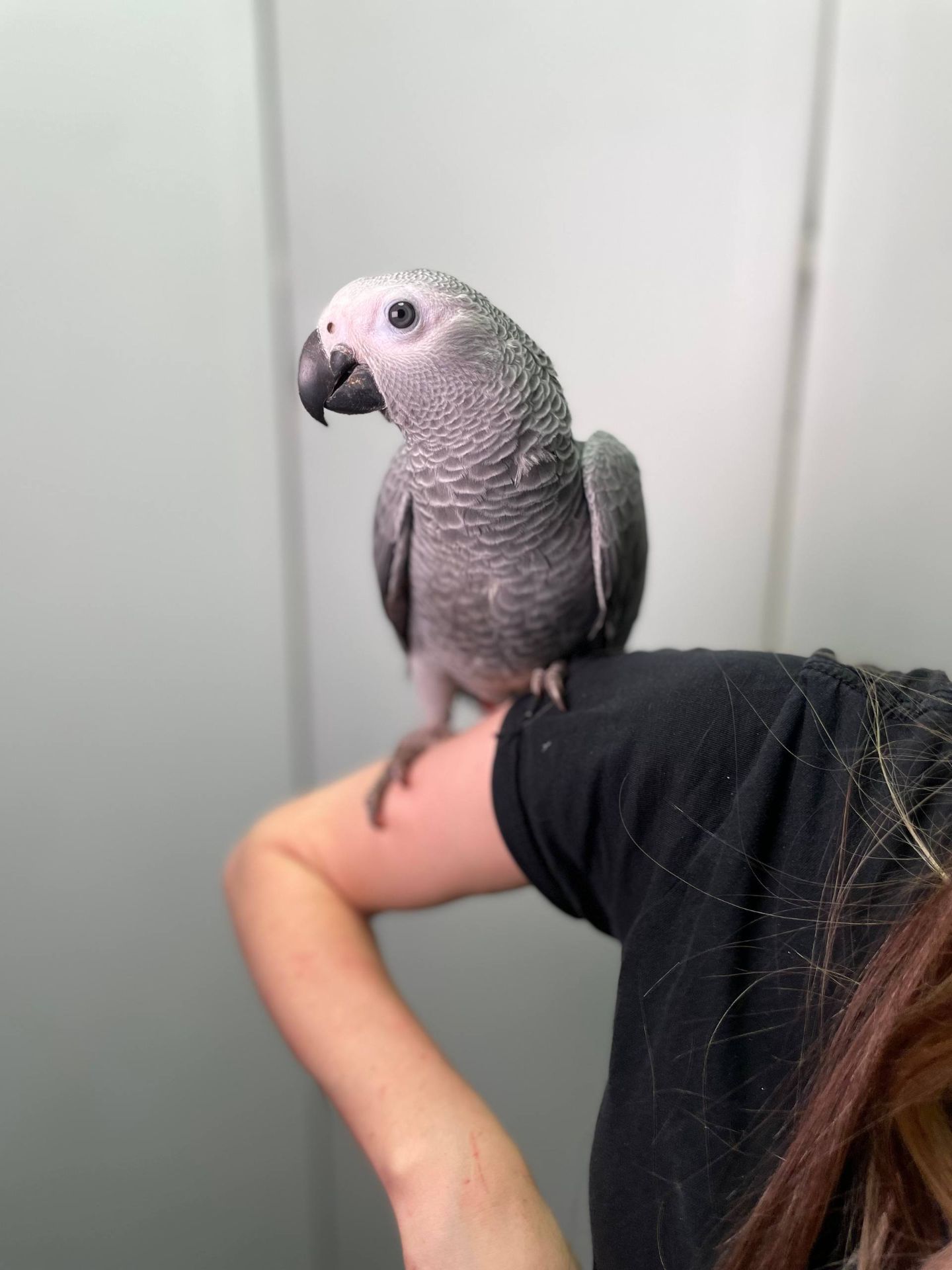 Африканський сірий папуга Жако, ручні пташенята викормиші жако з днк тестами, окільцьовані