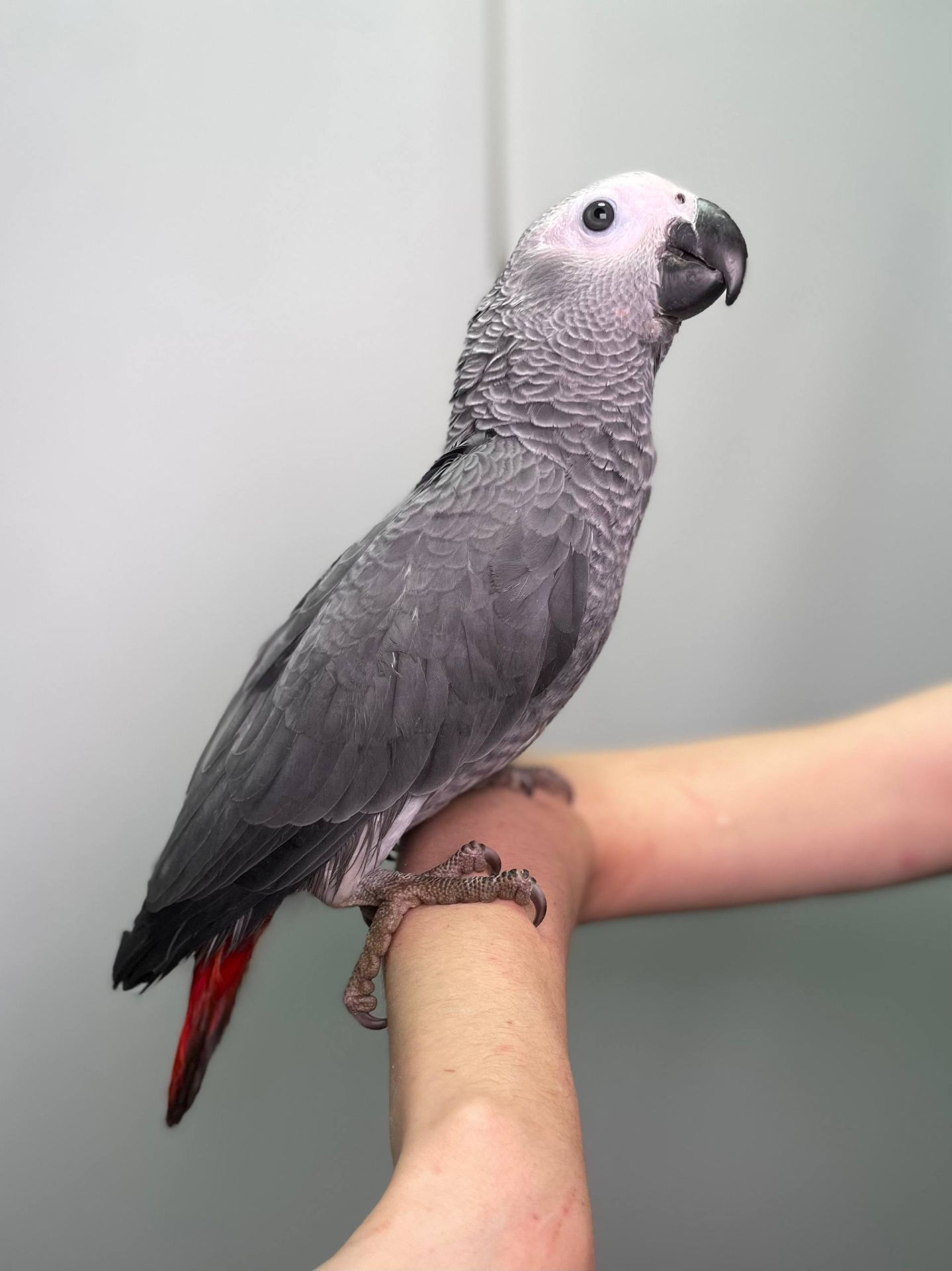 Африканський сірий папуга Жако, ручні пташенята викормиші жако з днк тестами, окільцьовані