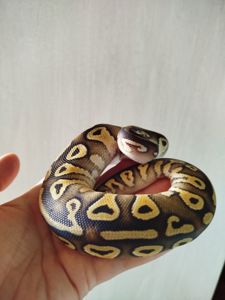 Самка королевского питона. Региус