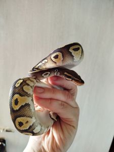 Самка королевского питона. Региус