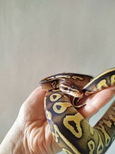 Самка королевского питона. Региус