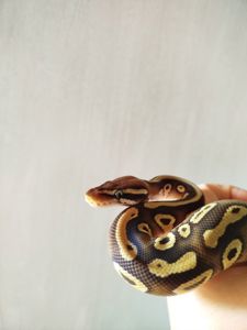 Самка королевского питона. Региус