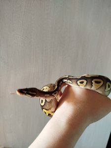 Самка королевского питона. Региус