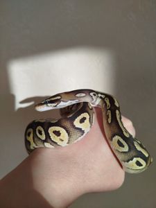 Самка королевского питона. Региус