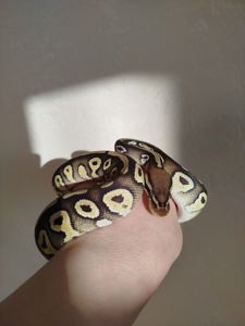 Самка королевского питона. Региус