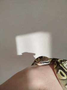 Самка королевского питона. Региус