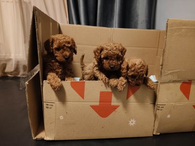 Цуценята пуделя карликового