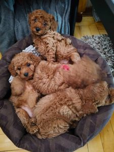 Цуценята пуделя карликового