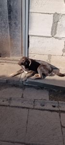 Цуценята у відповідальні руки