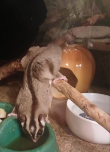 Продам сахарного поссума