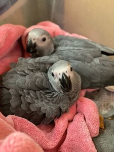 Малюк жако, серый африканский ручной жако выкормыш, говорящий попугай жако, птенцы от 2 мес