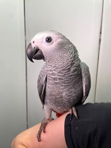 Малюк жако, серый африканский ручной жако выкормыш, говорящий попугай жако, птенцы от 2 мес