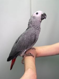 Африканський сірий папуга Жако, ручні пташенята викормиші жако з днк тестами, окільцьовані