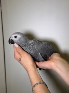 Африканський сірий папуга Жако, ручні пташенята викормиші жако з днк тестами, окільцьовані