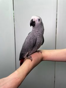 Африканський сірий папуга Жако, ручні пташенята викормиші жако з днк тестами, окільцьовані