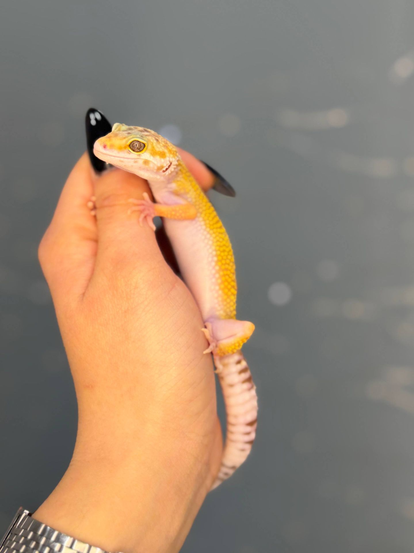 гекон эублефар, леопардовий гекон, еу, еушка - ручні гекони