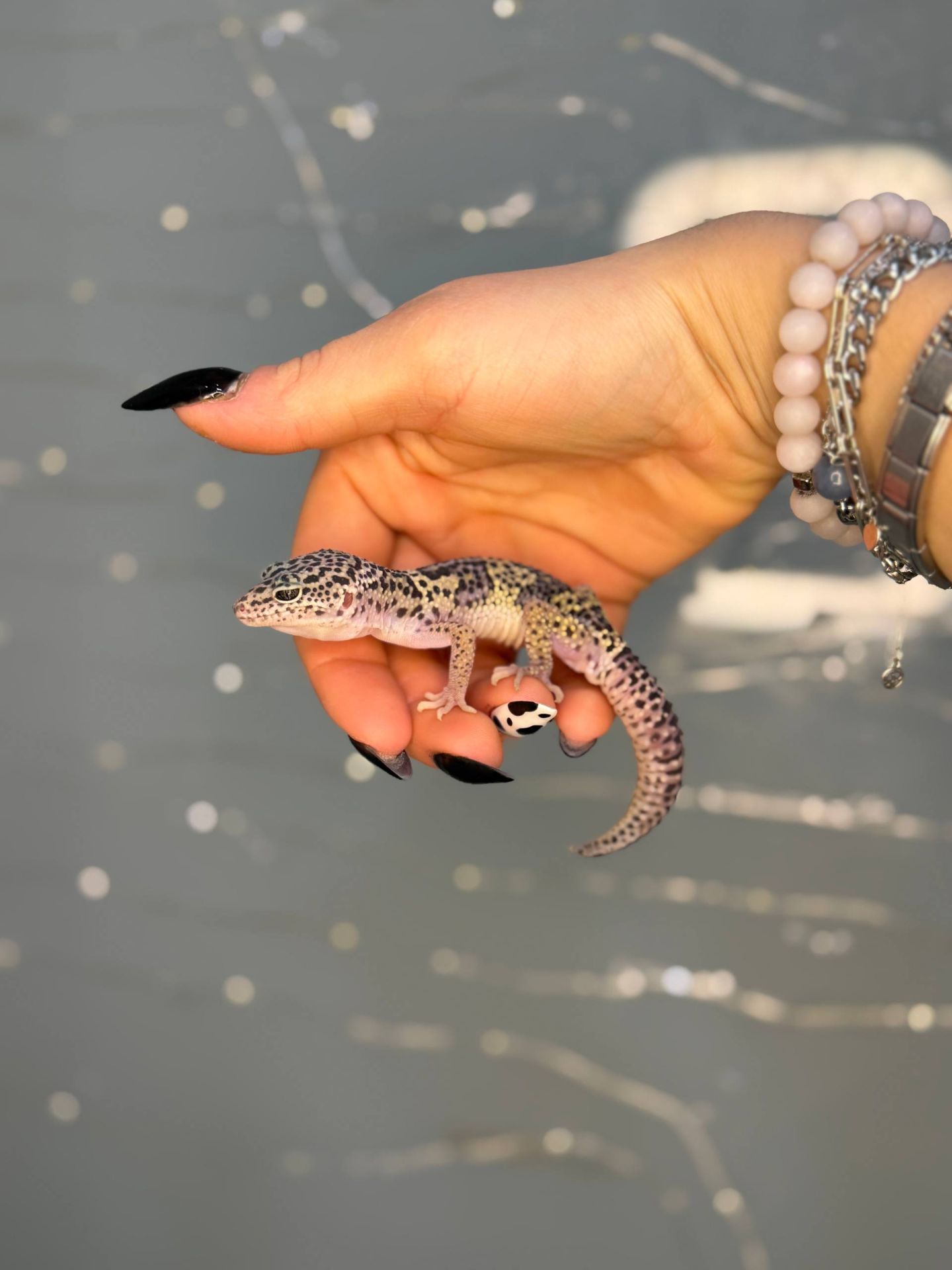 гекон эублефар, леопардовий гекон, еу, еушка - ручні гекони