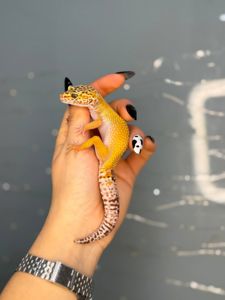 гекон эублефар, леопардовий гекон, еу, еушка - ручні гекони